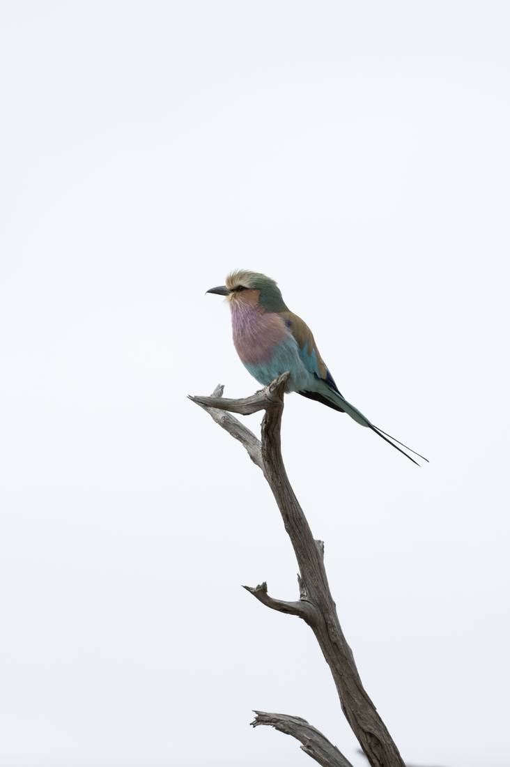 Colores en el aire