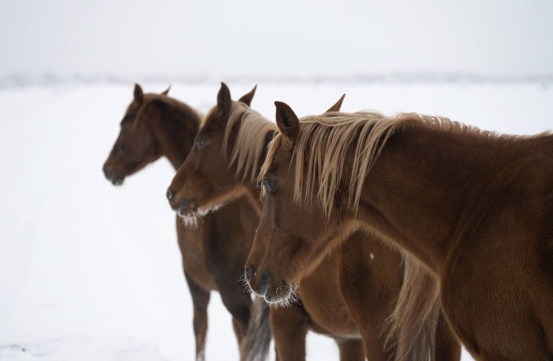 Caballos
