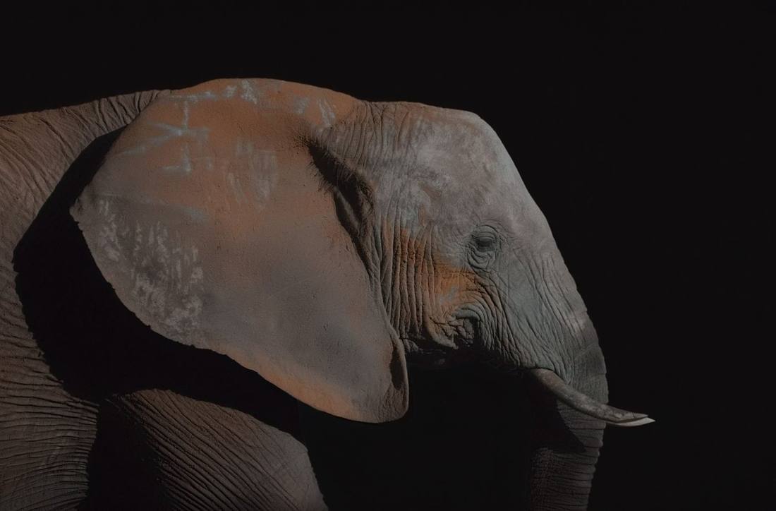 Retrato de elefante