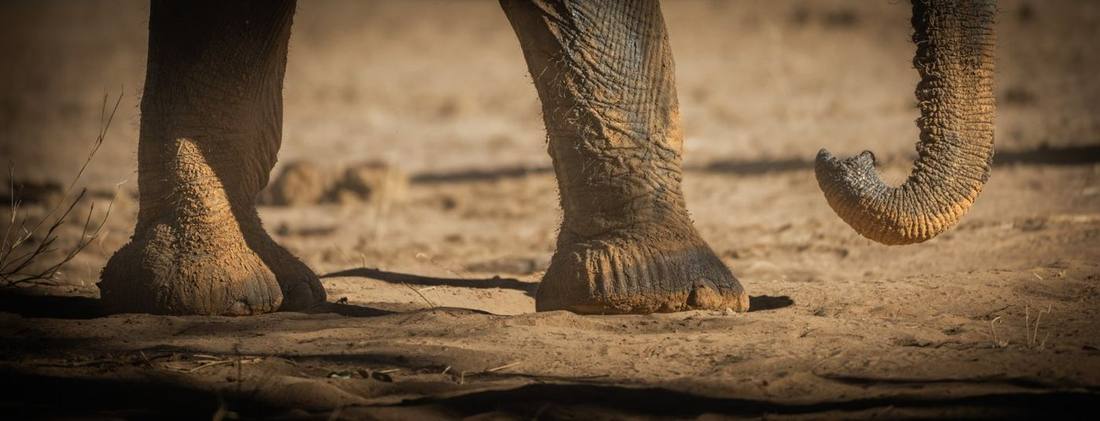Patas y trompa de elefante